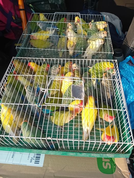 Agaponis Rosencolis toate culorile  75 la angro