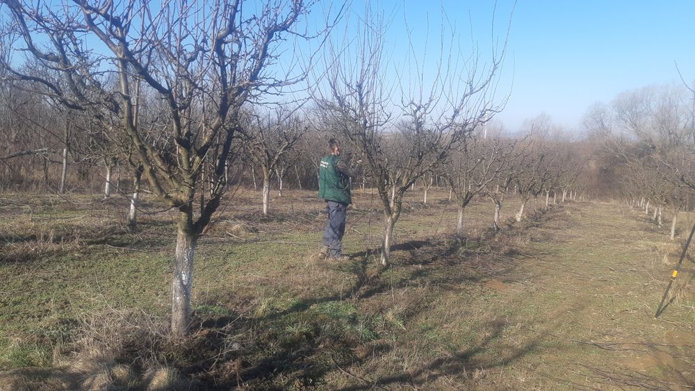 Taieri pomi fructiferi Tai pomi