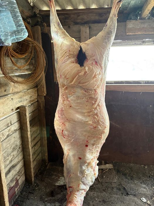 Семіз қойлар , сектер сатылады