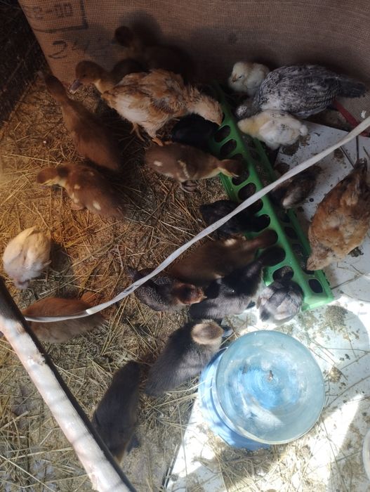 Продам цыплят и  индоутят