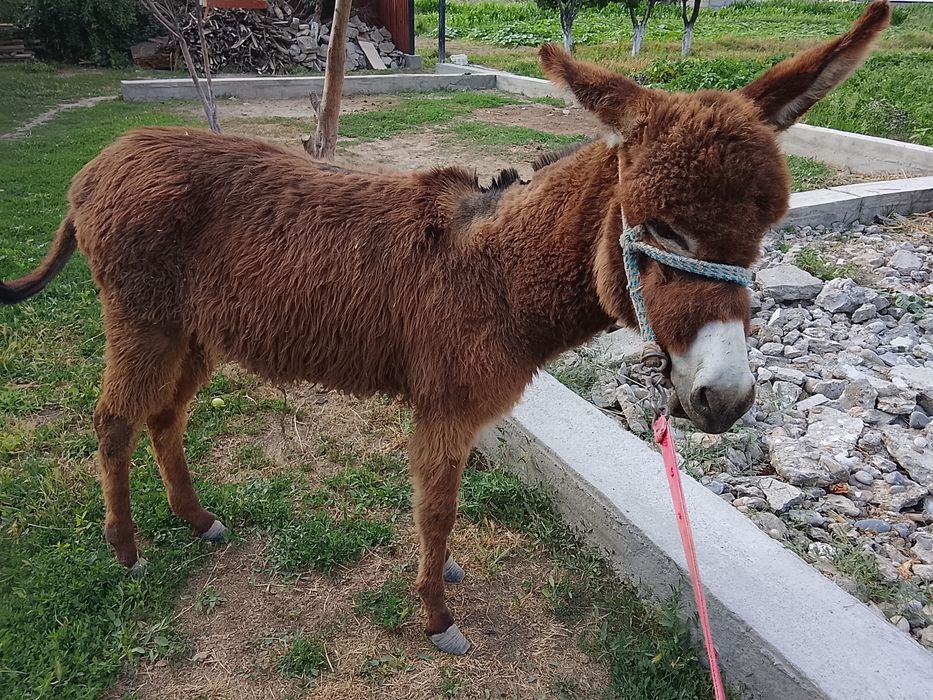 Продам ишака мальчик