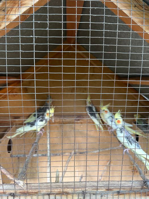 Karela sotiladi 150 ming dan donasi