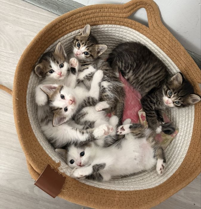 Отдам котят в хорошие руки