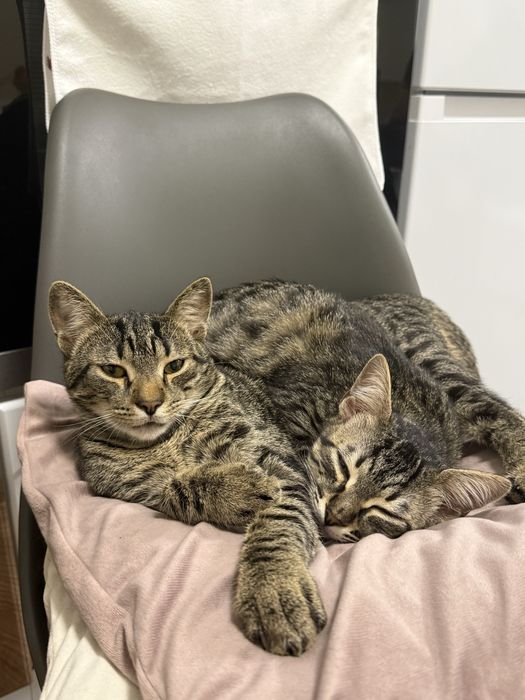 Котки две едната на 5месеца другата на 8месеца