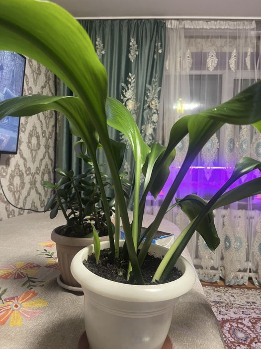 Амазонская лилия ( Эухарис)