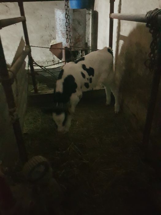 Продам телёнка родился 26.03