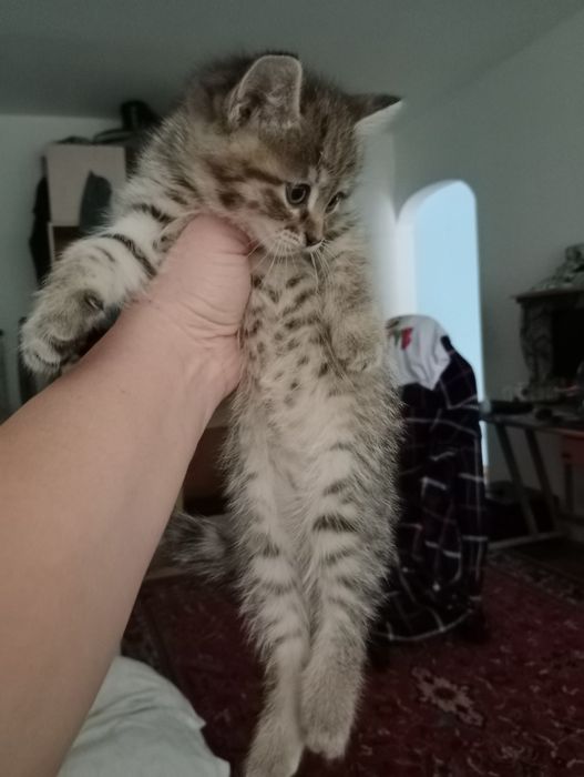 Котята девочки продам.