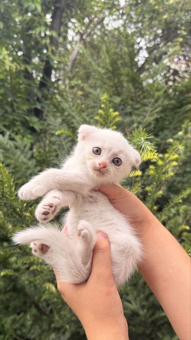 Продам милых котят
