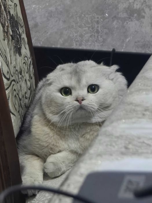 Шиншила кот на вязку