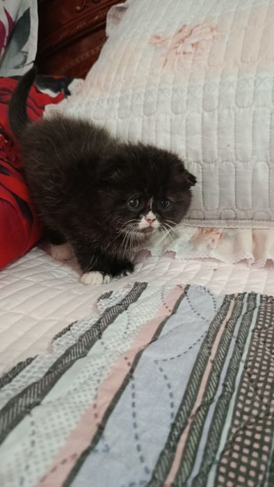 Продаются шикарные котята Британскии веслоухие