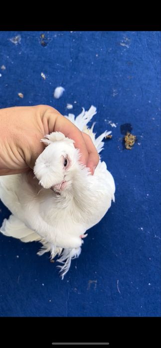 Белый пара плод есть