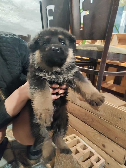 Немска овчарка   свободни - 5 мъжки и 1 женско