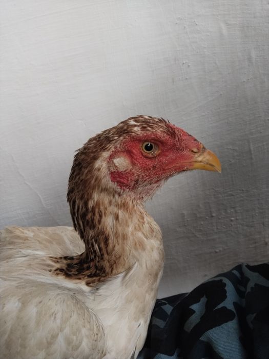 Dakan tovu horozga botrvoti rosa qattiq kaltegi bor toza narsa