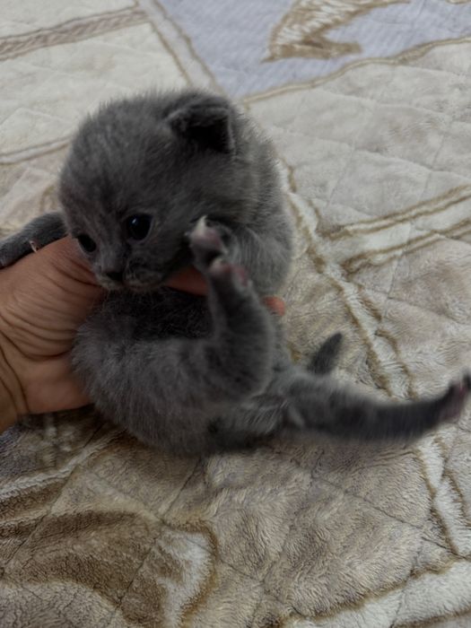 Британские котята вислоухие