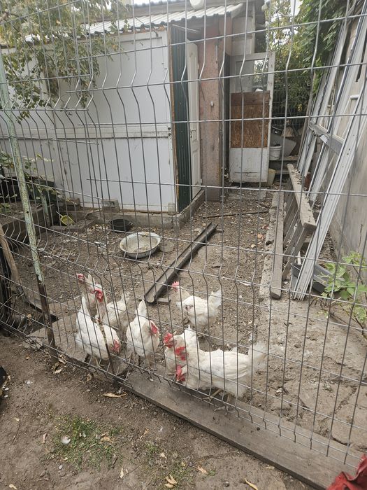 Продам кур  несушек
