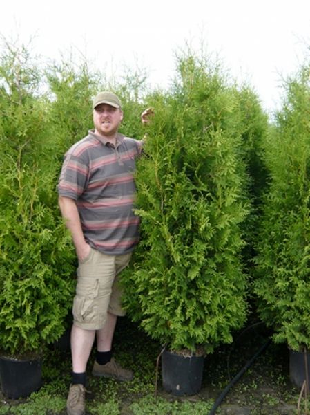 Tuia 1.8 - 2m / vand thuja smarald. Pepiniera de plante ornamentale