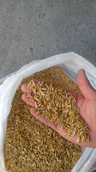 Арпа Бидай Сулы бар улке көлемде.