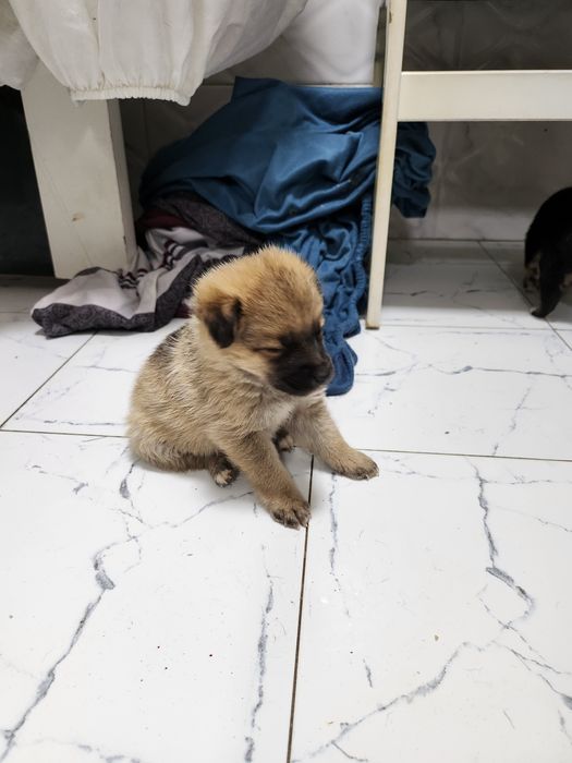 Собака бесплатно