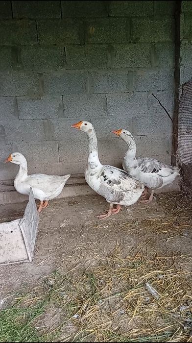 Гусак продаётся.