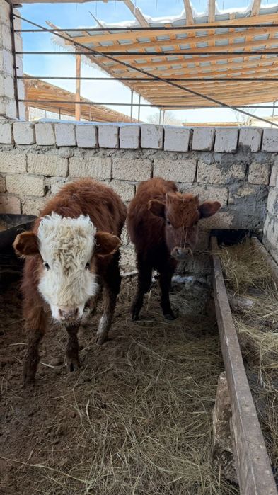 7/8  айлык баспақтар СИЫР