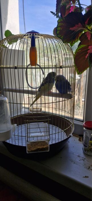 Папугай сатылады пара сеткасымен