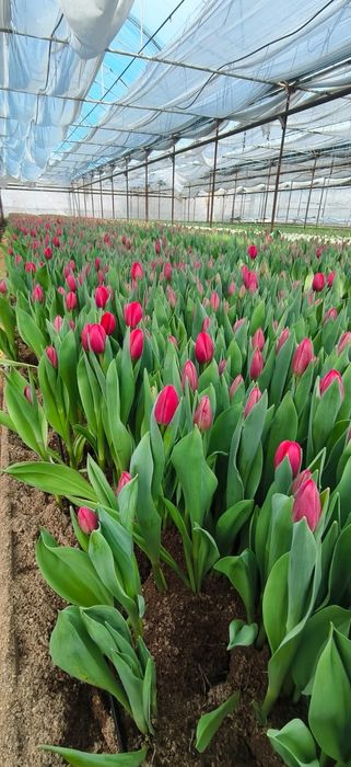 Качественные Тюльпаны оптом! Голландская луковица.