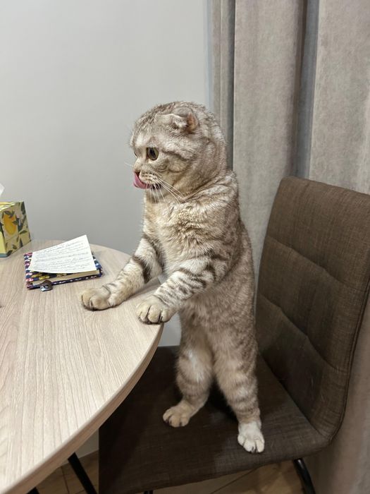 Котик по имени Кекс