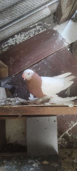 Продаются голуби