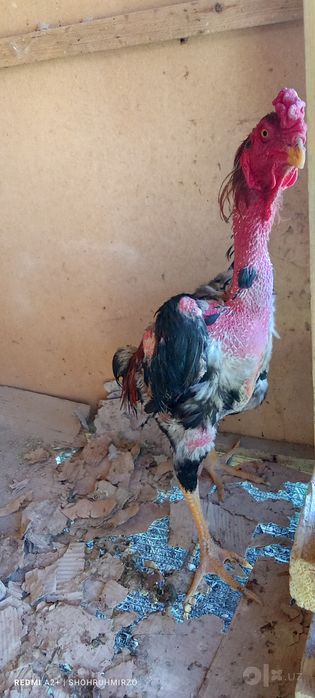 Shamo dakanlari zoʻr xoʻrozlarni oʻldirgan bular