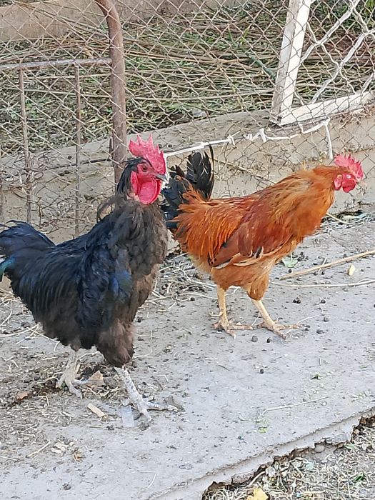 Қораздармен, тауық