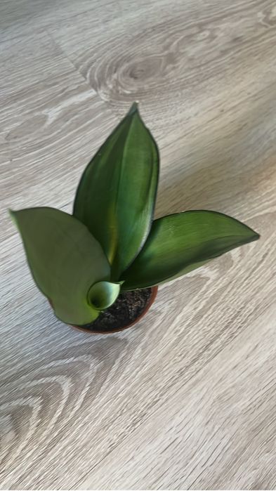 Красивые комнатные цветочки