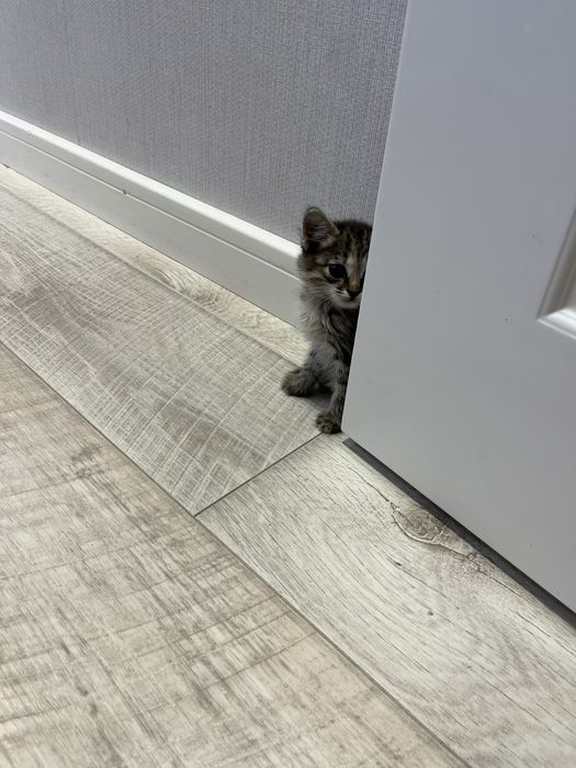 Отдадим котенка в хорошие руки