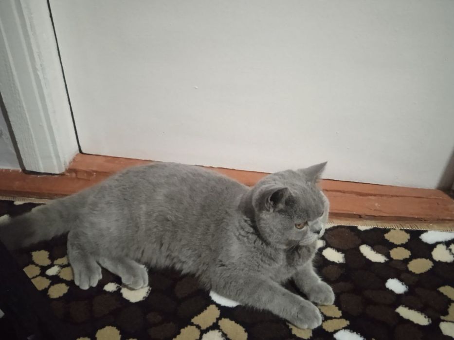 Британский караткащерсть