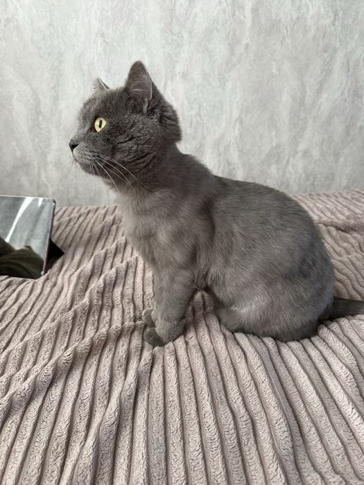 Отдам кошку в хорошие руки