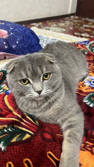 Кошка шотландская