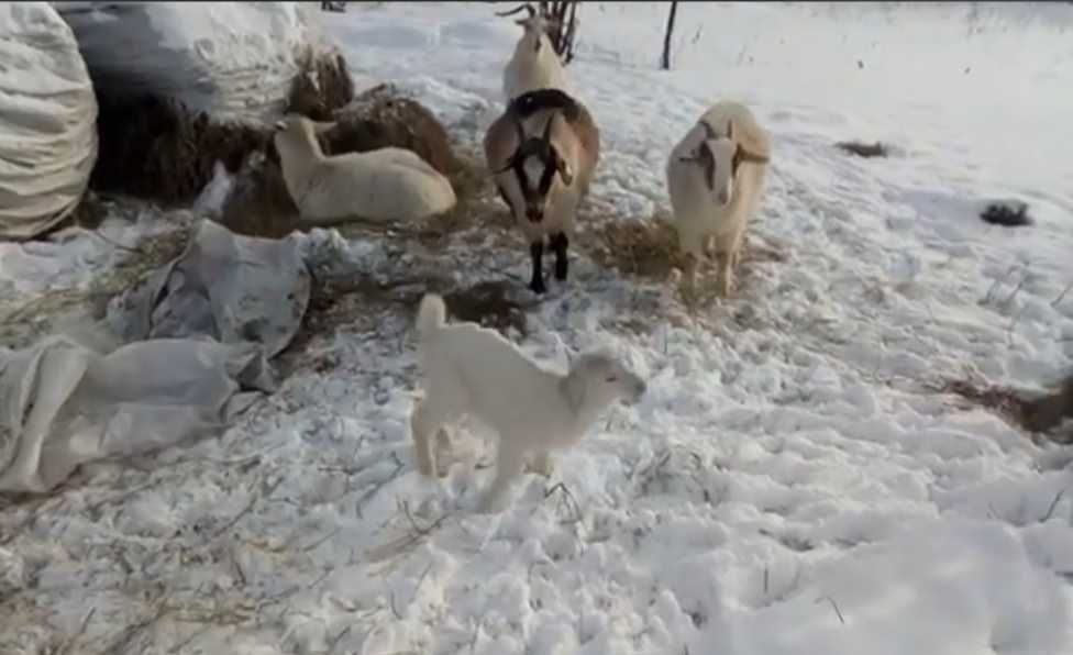 Продам коз с козлятами