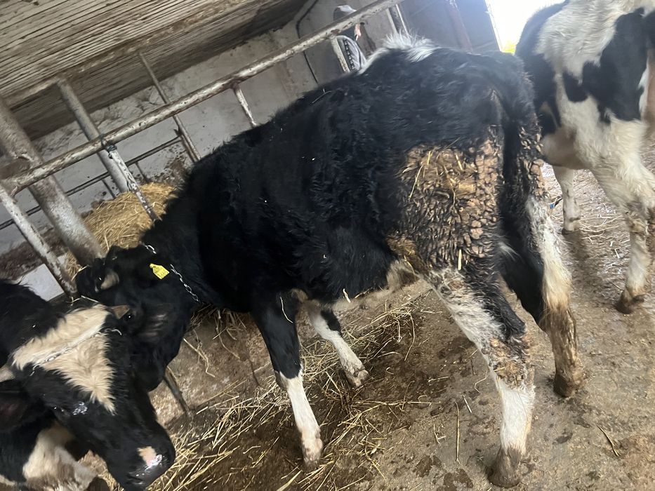 Vand 2 juninci olandeze