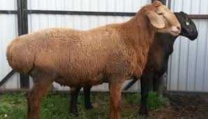 xisor quylari bilan toza gush