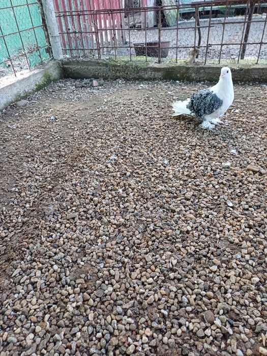 Porumbei creti capaciti