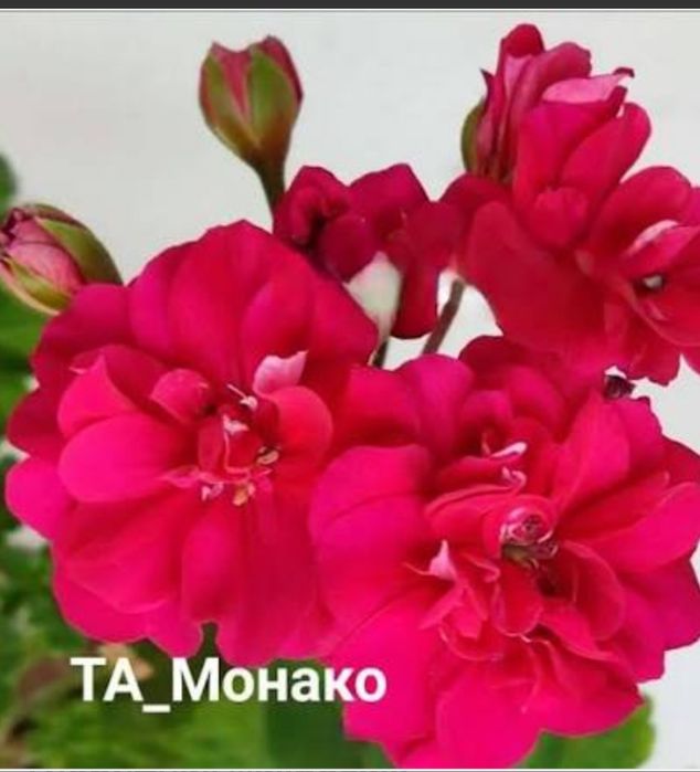Распродажа сортовых пеларгоний
