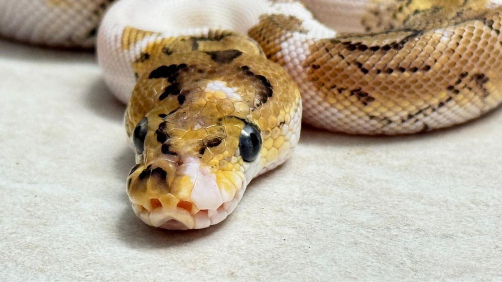 Paradox clown ball python