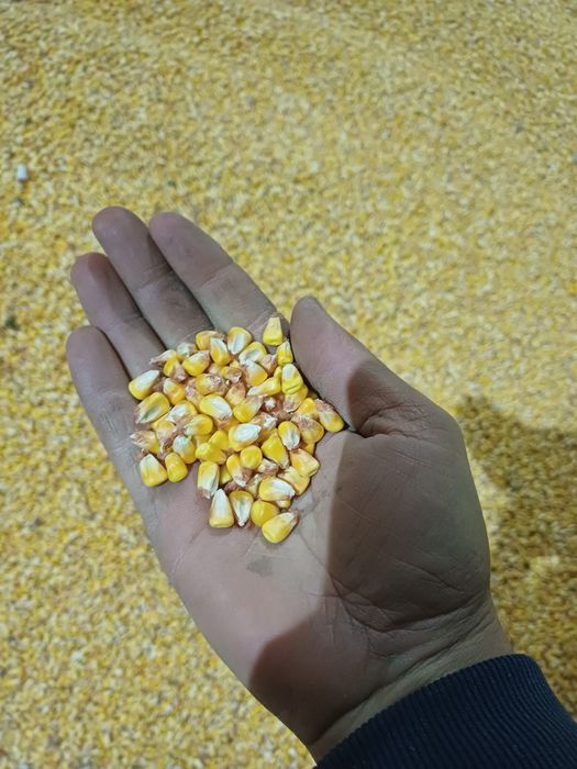 Vând cereale - porumb,  grau , ovăz, orz, floarea soarelui,  uruiala