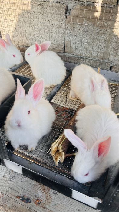 Кролики по 3500 великаны