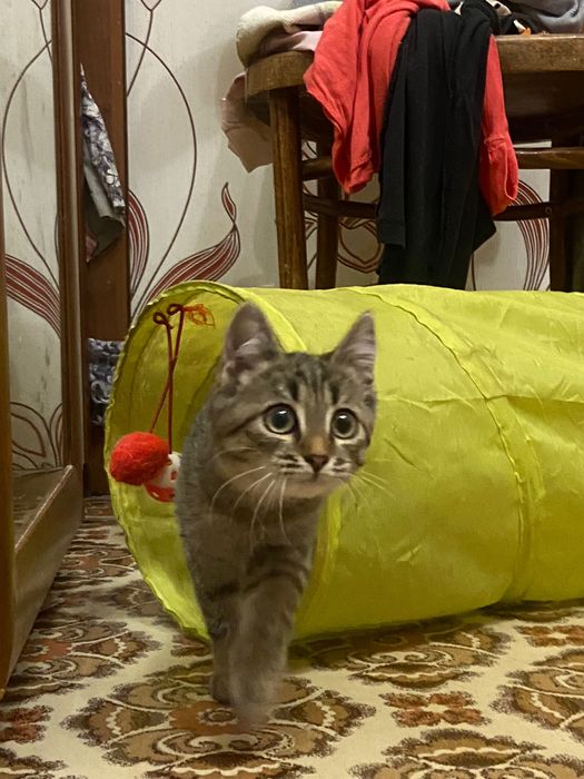 игривые и компанейские Урчалки и Мурчалки