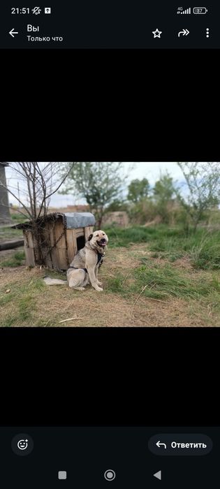 Отдам собак в хорошие руки