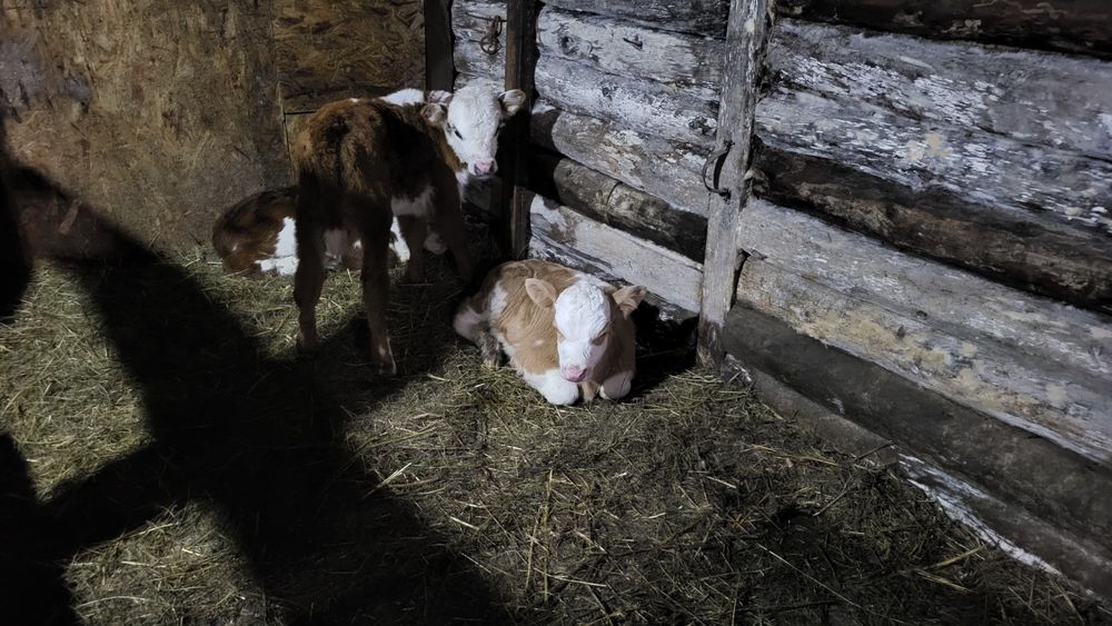 Продам 2х тёлочек возрост 14дней.