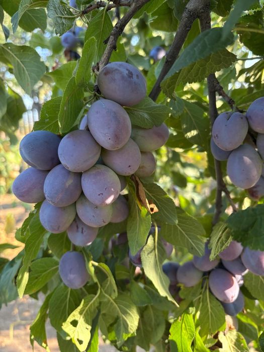 Prune pentru țuică