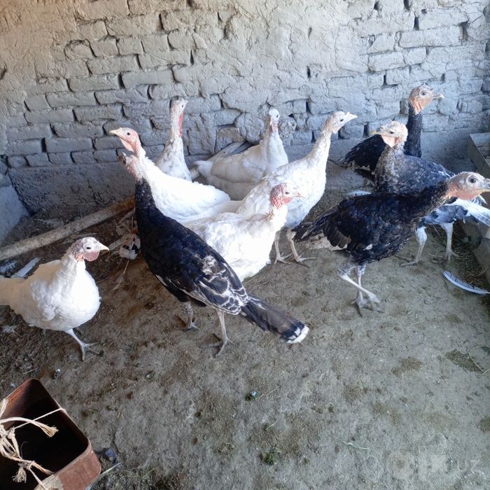 Kurkalar sotiladi