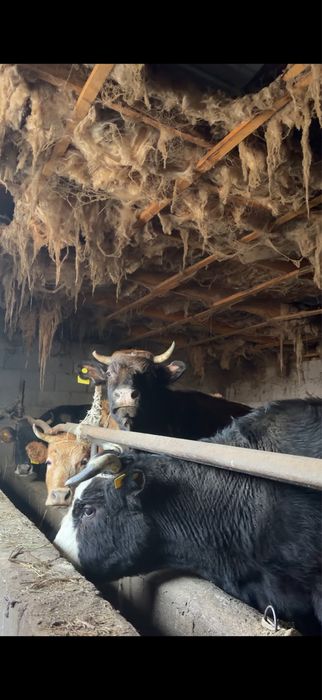 Сиыр сатылады, корова , крс