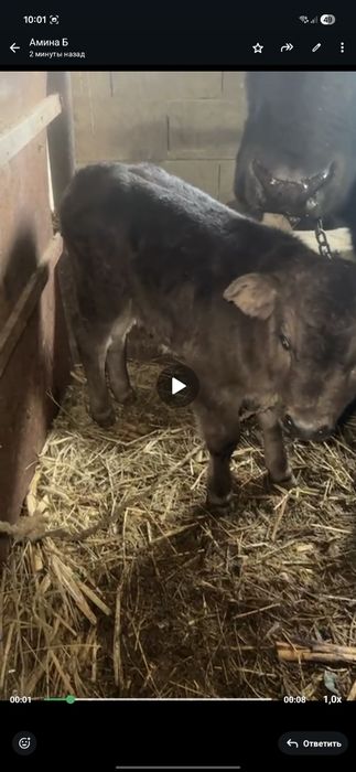 Продам телёнка хороший